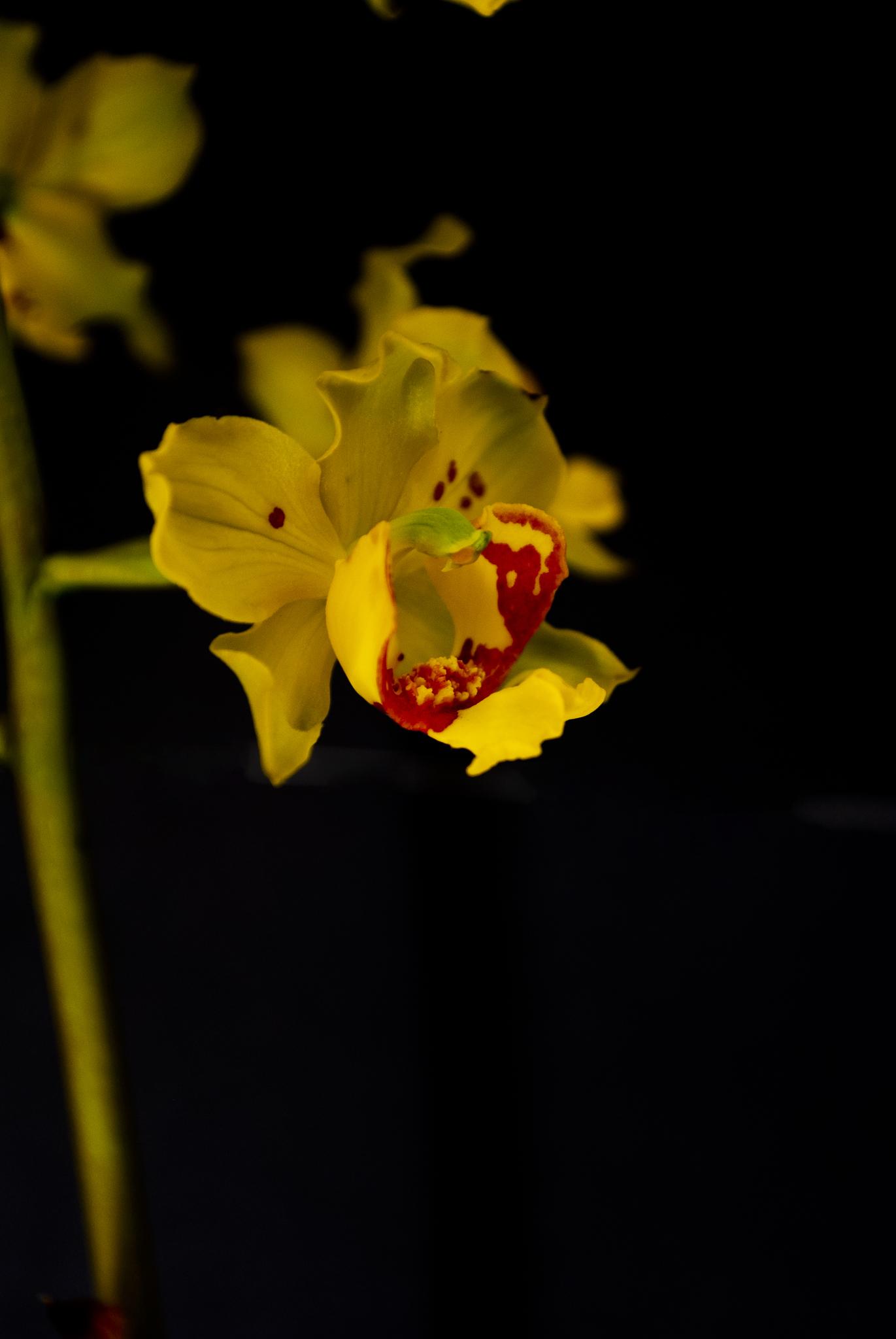 Cyrtopodium paludicola Hoehne 2