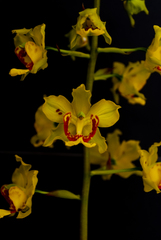 Cyrtopodium paludicola