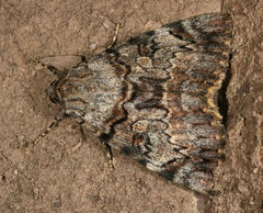 Catocala desdemona
