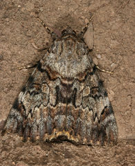 Catocala desdemona