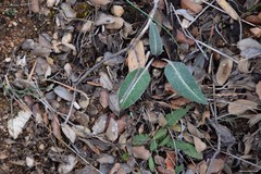 Leuzea conifera