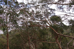 Eucalyptus bridgesiana