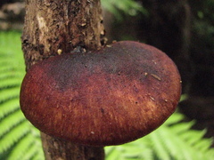 Polyporus hypomelanus