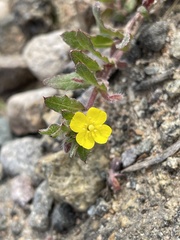 Camissoniopsis hirtella