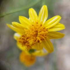 Coreocarpus arizonicus