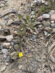 Camissoniopsis hirtella