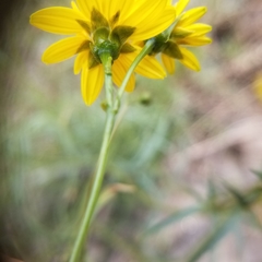 Coreocarpus arizonicus