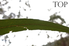Eucalyptus bridgesiana