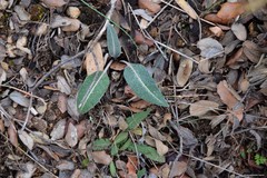 Leuzea conifera