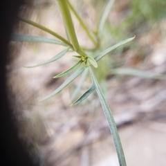 Coreocarpus arizonicus