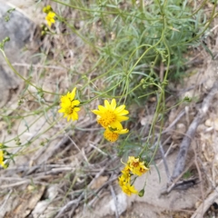 Coreocarpus arizonicus