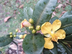 Ochna thomasiana