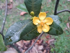 Ochna thomasiana