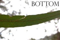 Eucalyptus bridgesiana