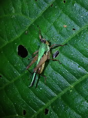 Scaria