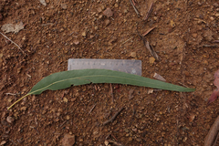 Eucalyptus bridgesiana