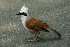 White-Crested Laughingthrush photo 3