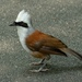 White-crested Laughingthrush - Photo (c) Bronze Cheung Kwok Yee, some rights reserved (CC BY-NC)