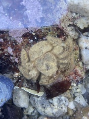 Hapalogaster cavicauda