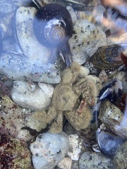 Hapalogaster cavicauda