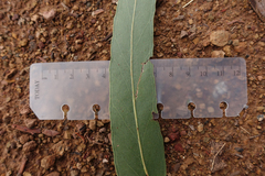 Eucalyptus bridgesiana