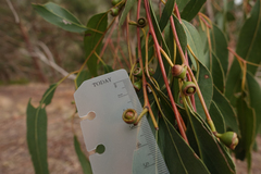 Eucalyptus bridgesiana