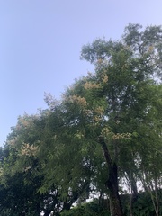 Anadenanthera colubrina