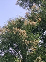 Anadenanthera colubrina