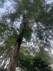 Anadenanthera colubrina