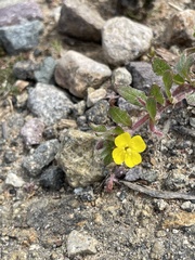 Camissoniopsis hirtella