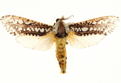 Endoxyla decoratus