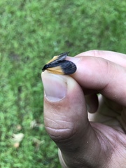 Pyromorpha dimidiata