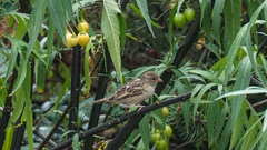 Passer domesticus