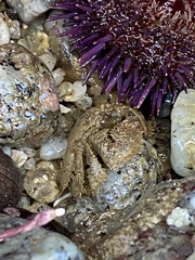 Hapalogaster cavicauda