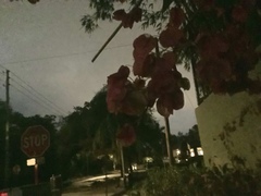 Mussaenda erythrophylla