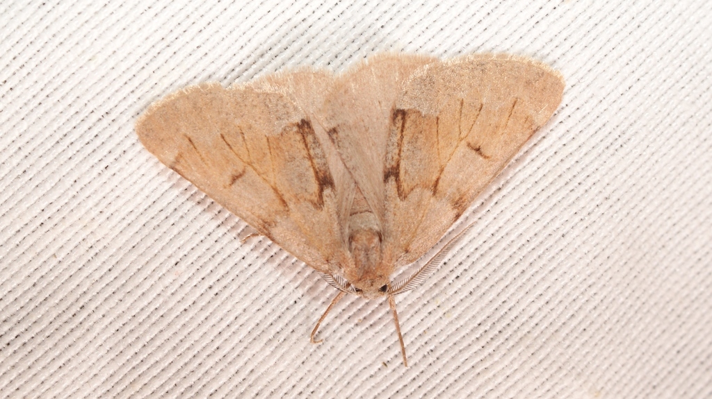 Adalbertia