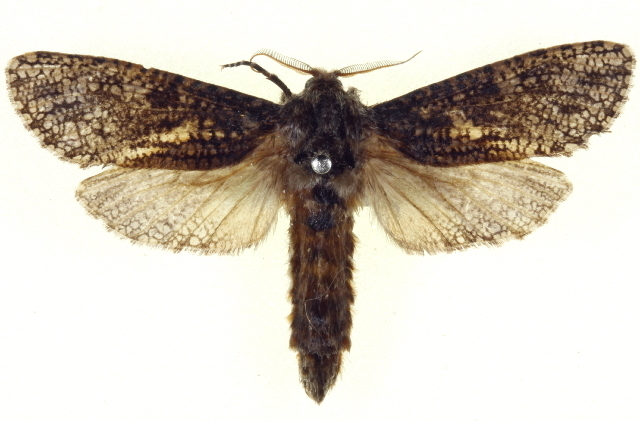 Endoxyla didymoplaca