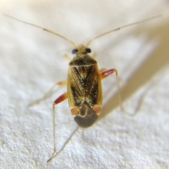 Polymerus testaceipes