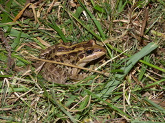 Leptodactylus macrosternum