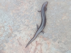 Diploglossus lessonae