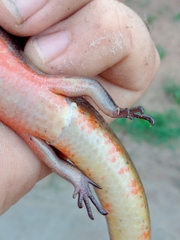 Diploglossus lessonae