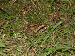 Leptodactylus macrosternum