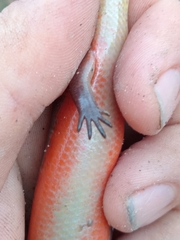 Diploglossus lessonae