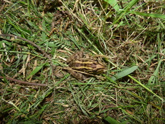 Leptodactylus macrosternum