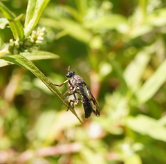 Daptolestes