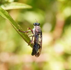 Daptolestes