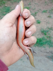 Diploglossus lessonae