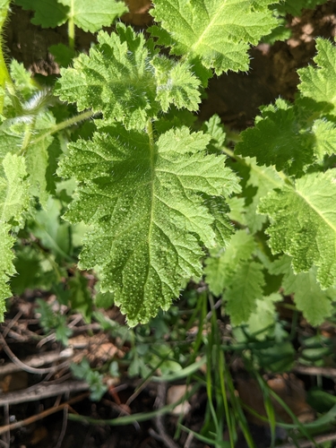 Image of Phacelia rattanii by no rights reserved