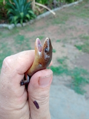 Diploglossus lessonae