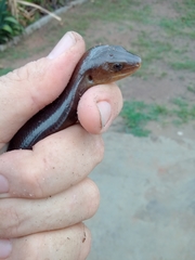 Diploglossus lessonae